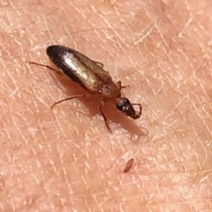Unidentified Darkling beetle (Tenebrionidae) (TBC) at Aranda, ACT - 11 Dec 2019 by Jubeyjubes