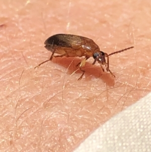 Euomma lateralis at Aranda, ACT - 12 Dec 2019