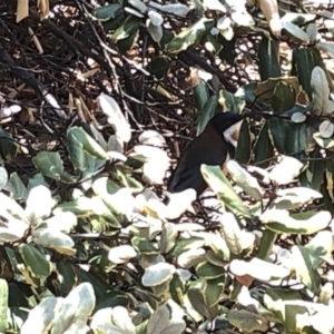 Acanthorhynchus tenuirostris at Aranda, ACT - 12 Dec 2019