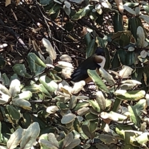 Acanthorhynchus tenuirostris at Aranda, ACT - 12 Dec 2019