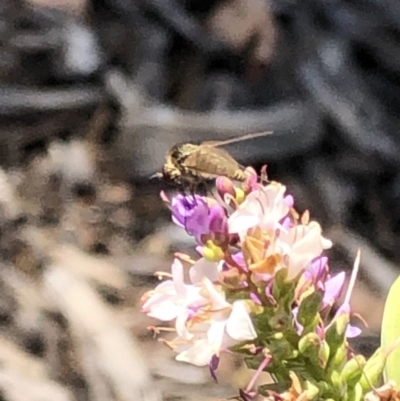 Bombyliidae (family) (Unidentified Bee fly) at Aranda, ACT - 12 Dec 2019 by Jubeyjubes