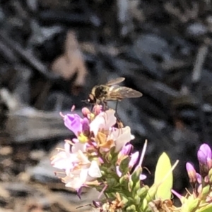 Bombyliidae (family) at Aranda, ACT - 12 Dec 2019