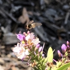 Bombyliidae (family) at Aranda, ACT - 12 Dec 2019 11:02 AM