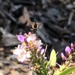 Bombyliidae (family) at Aranda, ACT - 12 Dec 2019