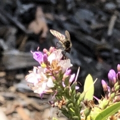 Bombyliidae (family) at Aranda, ACT - 12 Dec 2019 11:02 AM