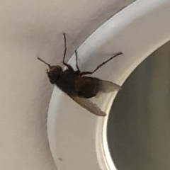 Calliphoridae (family) (Unidentified blowfly) at Aranda, ACT - 11 Dec 2019 by Jubeyjubes