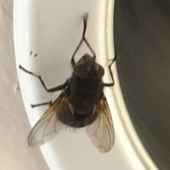 Calliphoridae (family) at Aranda, ACT - 11 Dec 2019