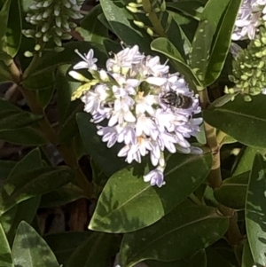 Megachile (Eutricharaea) sp. (genus & subgenus) at Aranda, ACT - 11 Dec 2019