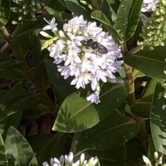 Megachile (Eutricharaea) sp. (genus & subgenus) at Aranda, ACT - 11 Dec 2019