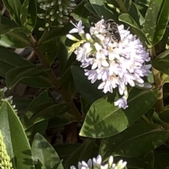 Megachile (Eutricharaea) sp. (genus & subgenus) at Aranda, ACT - 11 Dec 2019 03:49 PM