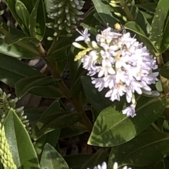 Megachile (Eutricharaea) sp. (genus & subgenus) at Aranda, ACT - 11 Dec 2019