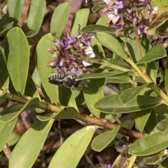 Megachile (Eutricharaea) sp. (genus & subgenus) at Aranda, ACT - 11 Dec 2019 03:49 PM