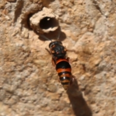 Eumeninae (subfamily) (Unidentified Potter wasp) at ANBG - 11 Dec 2019 by HelenCross