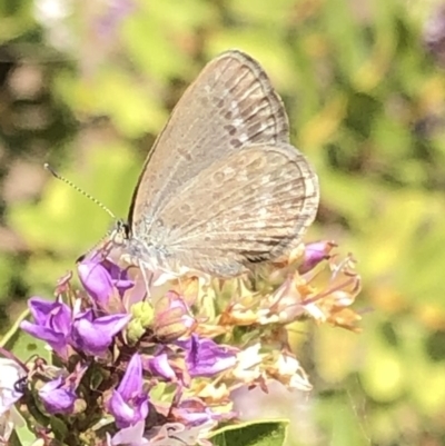 Zizina otis (Common Grass-Blue) at Aranda, ACT - 11 Dec 2019 by Jubeyjubes