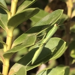 Orthodera ministralis (Green Mantid) at Aranda, ACT - 11 Dec 2019 by Jubeyjubes