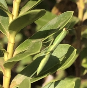 Orthodera ministralis at Aranda, ACT - 11 Dec 2019 02:05 PM