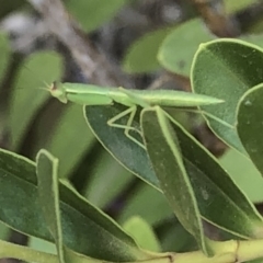 Orthodera ministralis at Aranda, ACT - 11 Dec 2019 02:05 PM