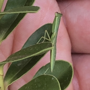 Orthodera ministralis at Aranda, ACT - 11 Dec 2019 02:05 PM