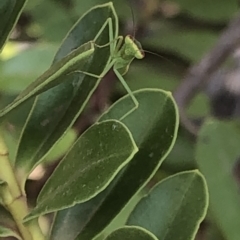 Orthodera ministralis at Aranda, ACT - 11 Dec 2019 02:05 PM