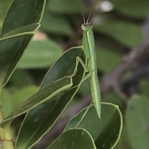 Orthodera ministralis at Aranda, ACT - 11 Dec 2019