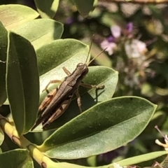 Phaulacridium vittatum (Wingless Grasshopper) at Aranda, ACT - 11 Dec 2019 by Jubeyjubes