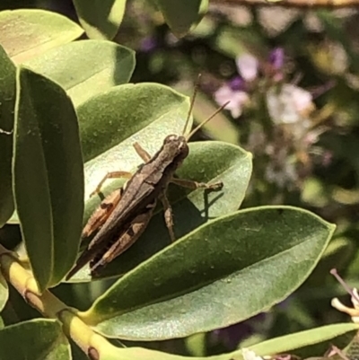 Phaulacridium vittatum (Wingless Grasshopper) at Aranda, ACT - 11 Dec 2019 by Jubeyjubes