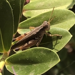 Phaulacridium vittatum at Aranda, ACT - 11 Dec 2019 12:53 PM