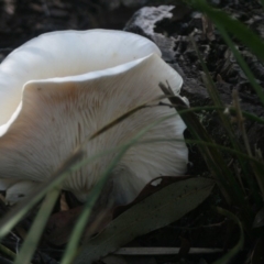 Agarics at Quaama, NSW - 6 Apr 2019 by FionaG