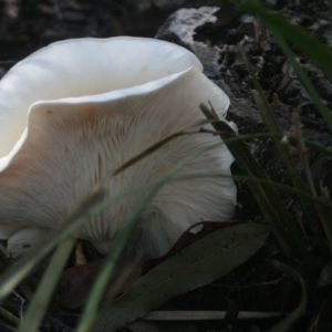 Agarics at Quaama, NSW - 6 Apr 2019 01:59 AM