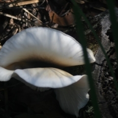 Agarics at Quaama, NSW - 6 Apr 2019