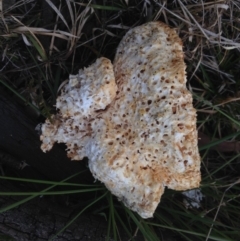 Laetiporus portentosus at Quaama, NSW - 22 Sep 2017 11:44 AM