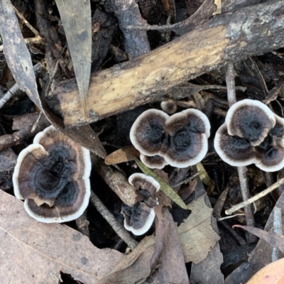 Unidentified Cup or disk - with no 'eggs' at Quaama, NSW - 6 Apr 2019 by FionaG