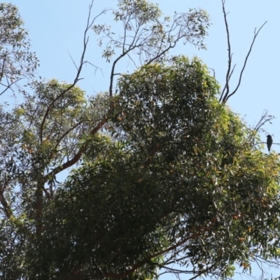 Eurystomus orientalis (Dollarbird) at Acton, ACT - 12 Dec 2019 by HelenCross