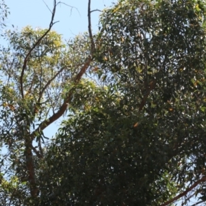 Eurystomus orientalis at Acton, ACT - 12 Dec 2019