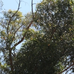 Eurystomus orientalis at Acton, ACT - 12 Dec 2019