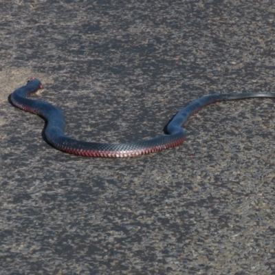 Pseudechis porphyriacus (Red-bellied Black Snake) at Ballalaba, NSW - 23 Nov 2019 by AndrewZelnik