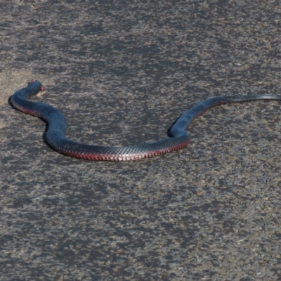 Pseudechis porphyriacus (Red-bellied Black Snake) at QPRC LGA - 23 Nov 2019 by AndrewZelnik