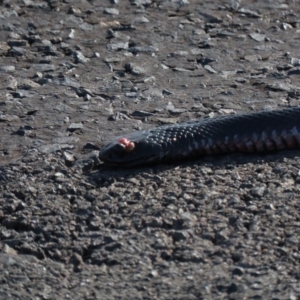 Pseudechis porphyriacus at Ballalaba, NSW - 23 Nov 2019