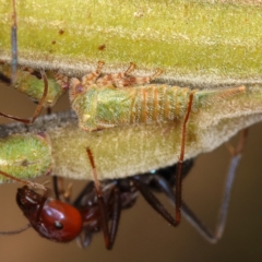 Sextius virescens (Acacia horned treehopper) at Chifley, ACT - 12 Dec 2019 by Marthijn