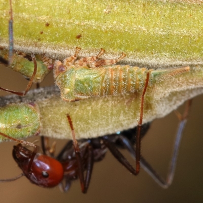 Sextius virescens (Acacia horned treehopper) at Chifley, ACT - 11 Dec 2019 by Marthijn