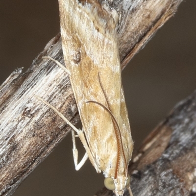 Hellula hydralis (Cabbage Centre Moth) at Tuggeranong DC, ACT - 12 Dec 2019 by Marthijn