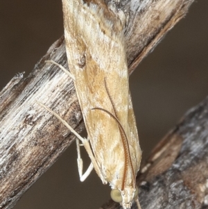 Hellula hydralis at Tuggeranong DC, ACT - 12 Dec 2019