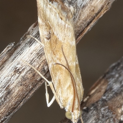 Hellula hydralis (Cabbage Centre Moth) at Mount Taylor - 11 Dec 2019 by Marthijn