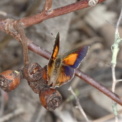 Paralucia pyrodiscus (Fiery Copper) at Mount Taylor - 11 Dec 2019 by Marthijn