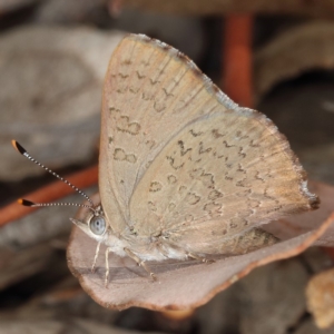 Paralucia pyrodiscus at Tuggeranong DC, ACT - 12 Dec 2019