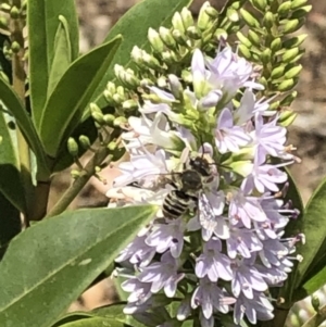 Megachile (Eutricharaea) sp. (genus & subgenus) at Aranda, ACT - 12 Dec 2019 01:01 PM