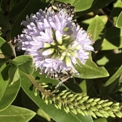 Megachile (Eutricharaea) sp. (genus & subgenus) at Aranda, ACT - 12 Dec 2019