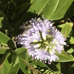 Megachile (Eutricharaea) sp. (genus & subgenus) at Aranda, ACT - 12 Dec 2019 01:01 PM