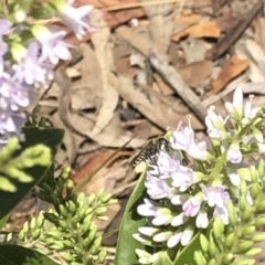 Megachile (Eutricharaea) sp. (genus & subgenus) at Aranda, ACT - 12 Dec 2019 01:01 PM