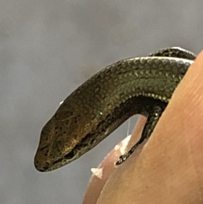 Lampropholis delicata (Delicate Skink) at Aranda, ACT - 12 Dec 2019 by Jubeyjubes